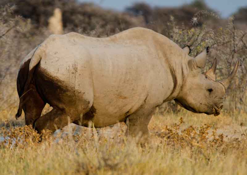 100 - Namibia - rinoceronte - parque nacional de Etosha